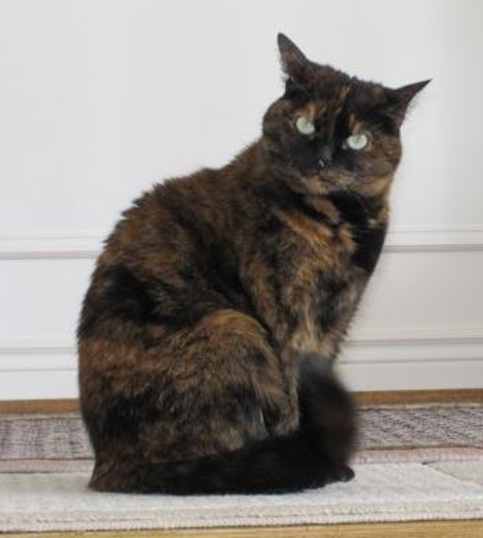  Photo shows a tortoiseshell cat with orange and black fur.