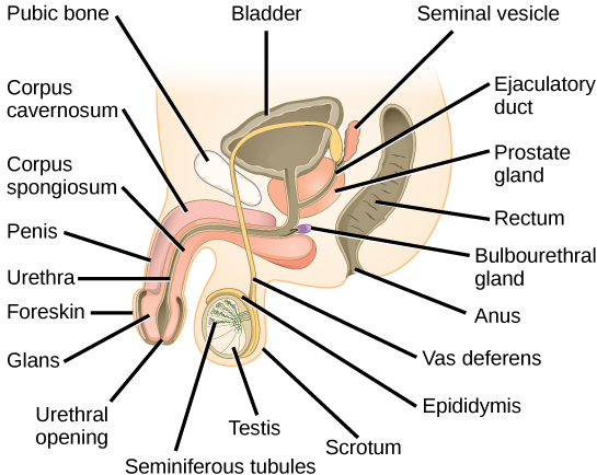 Illustration shows a cross section of the penis and testes. The penis widens at the end, into the glans, which is surrounded by the foreskin. The urethra is an opening that runs through the middle of the penis to the bladder. The tissue surrounding the urethra is the Corpus spongiosum, and above the Corpus spongiosum is the Corpus cavernosum. The testes, located immediately behind the penis, are covered by the scrotum. Seminiferous tubules are located in the testes. The epididymis partly surrounds the sac containing the seminiferous tubules. The Vas deferens is a tube connecting the seminiferous tubules to the ejaculatory duct, which begins in the prostate gland. The prostate gland is located behind and below the bladder. The seminal vesicle, located above the prostate, also connects to the seminal vesicle. The bulbourethral gland connects to the ejaculatory duct where the ejaculatory duct enters the penis.