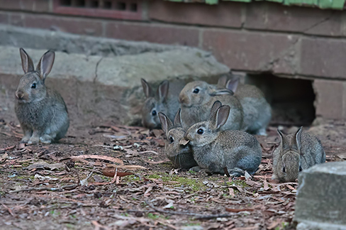 Seven rabbits in front of a brick building.