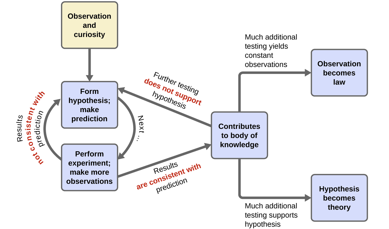 In this flowchart, the observation and curiosity box has an arrow pointing to a box labeled form hypothesis; make prediction. A curved arrow labeled next connects this box to a box labeled perform experiment; make more observations. Another arrow points back to the box that says form hypothesis; make prediction. This arrow is labeled results not consistent with prediction. Another arrow, labeled results are consistent with prediction points from the perform experiment box to a box labeled contributes to body of knowledge. However, an arrow also points from contributes to body of knowledge back to the form hypothesis; make prediction box. This arrow is labeled further testing does not support hypothesis. There are also two other arrows leading out from contributes to body of knowledge. One arrow is labeled much additional testing yields constant observations. This leads to the observation becomes law box. The other arrow is labeled much additional testing supports hypothesis. This arrow leads to the hypothesis becomes theory box.