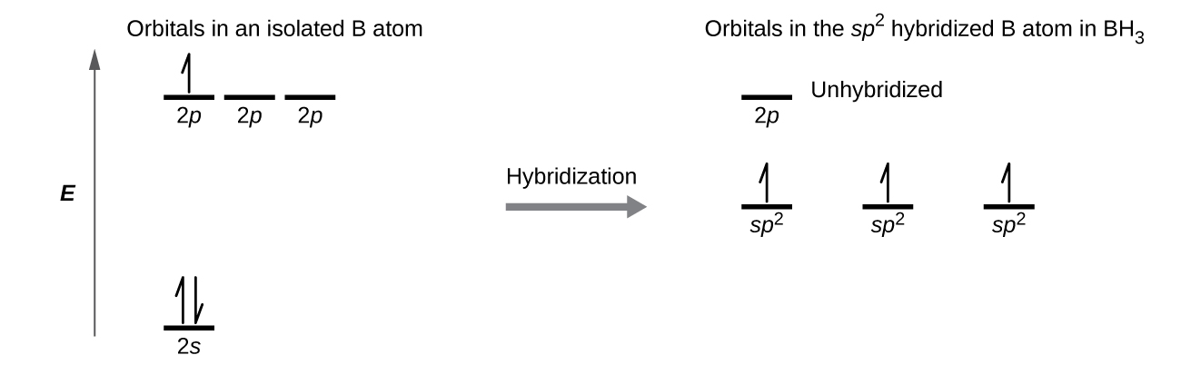 A diagram is shown in two parts, connected by a right facing arrow labeled, “Hybridization.” The left diagram shows an up-facing arrow labeled “E.” To the lower right of the arrow is a short, horizontal line labeled, “2 s,” that has two vertical half-arrows facing up and down on it. To the upper right of the arrow are a series of three short, horizontal lines labeled, “2 p.” Above both sets of these lines is the phrase, “Orbitals in an isolated B atom.” One of the lines has a vertical, up-facing arrow drawn on it. The right side of the diagram shows three short, horizontal lines placed halfway up the space and each labeled, “s p superscript 2.” An upward-facing half arrow is drawn vertically on each line. Above these lines is one other short, horizontal line, labeled, “2 p.” Above both sets of lines is the phrase, “Orbitals in the s p superscript 2 hybridized B atom in B H subscript 3.”