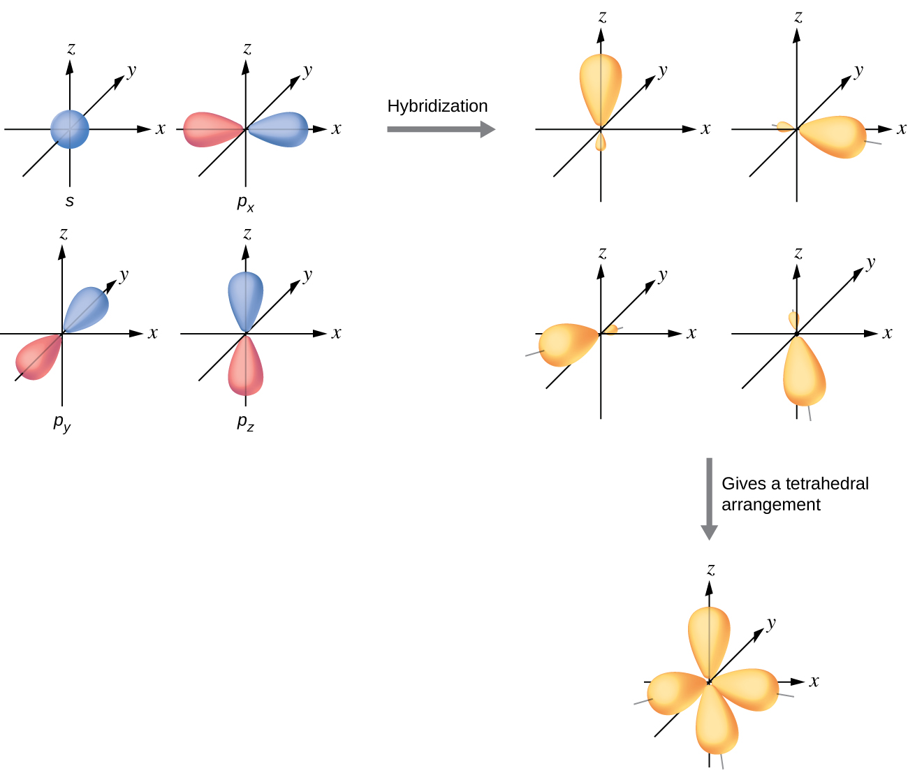 A series of three diagrams connected by a right-facing arrow that is labeled, “Hybridization,” and a downward-facing arrow labeled, “Gives a tetrahedral arrangement,” are shown. The first diagram shows a blue spherical orbital and three red, peanut-shaped orbitals, each placed on an x, y, z axis system. The three red orbitals are located on the x , y and z axes, respectively. The second diagram shows the same four orbitals, but they are now purple and have one enlarged lobe and one smaller lobe. Each lies in a different axis in the drawing. The third diagram shows the same four orbitals, but their smaller lobes now overlap to form a tetrahedral structure.