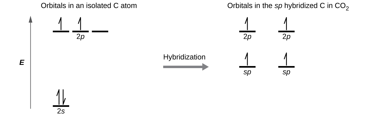 A diagram is shown in two parts, connected by a right facing arrow labeled, “Hybridization.” The left diagram shows an up-facing arrow labeled, “E.” To the lower right of the arrow is a short, horizontal line labeled, “2 s,” that has two vertical half-arrows facing up and down on it. To the upper right of the arrow are a series of three short, horizontal lines labeled, “2 p.” Above both sets of lines is the phrase, “Orbitals in an isolated C atom.” There are two upward facing arrows on two of these lines. The right side of the diagram shows two short, horizontal lines placed halfway up the space and each labeled, “s p.” An upward-facing half arrow is drawn vertically on each line. Above these lines are two other short, horizontal lines, each labeled, “2 p,” and which have two upward facing arrows on them. Above both sets of lines is the phrase, “Orbitals in the s p hybridized C in C O subscript 2.”