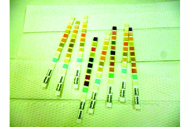 A photograph shows 8 test strips laid on paper toweling. Each strip contains 11 small sections of various colors, including yellow, tan, black, red, orange, blue, white, and green.