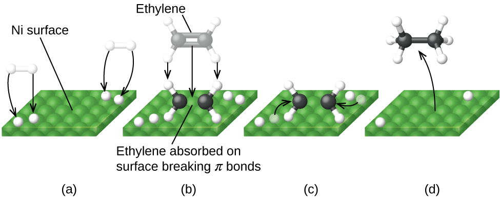 In this figure, four diagrams labeled a through d are shown. In each, a green square surface is shown in perspective to provide a three-dimensional appearance. In a, the label “N i surface” is placed above with a line segment extending to the green square. At the lower left and upper right, pairs of white spheres bonded tougher together appear as well as white spheres on the green surface. Black arrows are drawn from each of the white spheres above the surface to the white sphere on the green surface. In b, the white spheres are still present on the green surface. Near the center of this surface is a molecule with two central black spheres with a double bond indicated by two horizontal black rods between them. Above and below to the left and right, a total of four white spheres are connected to the black spheres with white rods. A line segment extends from this structure to the label, “Ethylene absorbed on surface breaking pi bonds.” Just above this is a nearly identical structure greyed out with three downward pointing arrows to the black and white structure to indicate downward motion. The label “Ethylene” at the top of the diagram is connected to the greyed out structure with a line segment. In c, the diagram is very similar to b except that the greyed out structure and labels are gone and one of the white spheres near the black and white structure in each pair on the green surface is greyed out. Arrows point from the greyed out white spheres to the double bond between the two black spheres. In d, only a single white sphere remains from each pair in the green surface. A curved arrow points from the middle of the green surface to a model above with two central black spheres with a single black rod indicating a single bond between them. Each of the black rods has three small white spheres bonded as indicated by white rods between the black spheres and the small white spheres. The four bonds around each black sphere are evenly distributed about the black spheres.