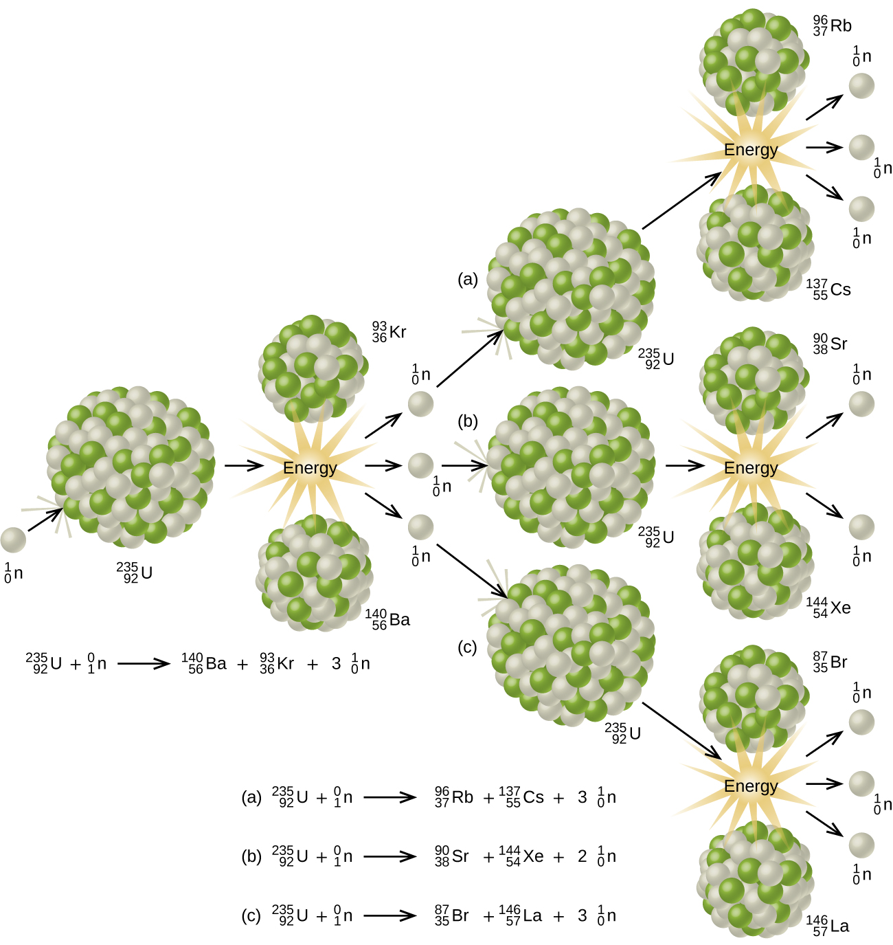 A diagram is shown which has a white sphere labeled “superscript, 1, subscript 0, n” followed by a right-facing arrow and a large sphere composed of many smaller white and green spheres labeled “superscript, 235, subscript 92, U.” The single sphere has impacted the larger sphere. A right-facing arrow leads from the larger sphere to a pair of smaller spheres which are collections of the same white and green spheres. The upper of these two images is labeled “superscript, 93, subscript 36, K r” while the lower of the two is labeled “superscript, 142, subscript 56, B a.” A starburst pattern labeled “Energy” lies between these two spheres and has three right-facing arrows leading from it to three white spheres labeled “ superscript, 1, subscript 0, n.”  An equation below this portion of the diagram reads ““superscript, 235, subscript 92, U, plus sign, superscript, 1, subscript 0, n, yield arrow, superscript, 140, subscript 56, B a, plus sign, superscript 90, subscript 36, K r, plus sign, 3, superscript 1, subscript 0, n.”  A right-facing arrow leads from each of these white spheres to three larger spheres, each composed of many smaller green and white spheres and labeled, from top to bottom as “a, superscript,235, subscript 92, U,” “b, superscript,235, subscript 92, U” and “c, superscript,235, subscript 92, U.” Each of these spheres is followed by a right-facing arrow which points to a pair of smaller spheres composed of the same green and white spheres with starburst patterns in between each pair labeled “Energy.” The spheres of the top pair are labeled, from top to bottom, “superscript, 96, subscript 37, R b” and “superscript, 137, subscript 55, C s.” The spheres of the middle pair are labeled, from top to bottom, “superscript, 90, subscript 38, S r” and “superscript, 144, subscript 54, X e.” The spheres of the bottom pair are labeled, from top to bottom, “superscript, 87, subscript 35, B r” and “superscript, 146, subscript 57, L a.” Each pair of spheres is followed by three right-facing arrows leading to three white spheres labeled “superscript, 1, subscript 0, n.”  Below the diagram are three nuclear equations. Equation a reads “superscript, 235, subscript 92, U, plus sign, superscript, 1, subscript 0, n, yield arrow, superscript, 96, subscript 37, R b, plus sign, superscript 137, subscript 55, C s, plus sign, 3, superscript 1, subscript 0, n.” Equation b reads “superscript, 235, subscript 92, U, plus sign, superscript, 1, subscript 0, n, yield arrow, superscript, 90, subscript 38, S r, plus sign, superscript144, subscript 54, X e, plus sign, 2, superscript 1, subscript 0, n.” Equation c reads “superscript, 235, subscript 92, U, plus sign, superscript, 1, subscript 0, n, yield arrow, superscript, 87, subscript 35, B r, plus sign, superscript 146, subscript 57, L a, plus sign, 3, superscript 1, subscript 0, n”