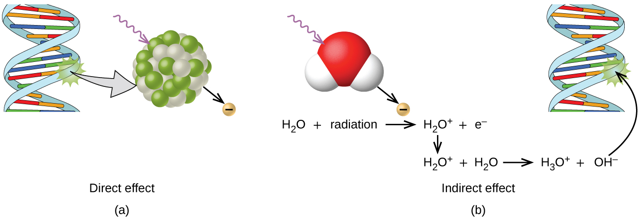 Two pairs of images are shown and labeled “a” and “b.” In the first pair, a helical structure on the left with a starburst on it middle right side is connected by a right-facing arrow to a sphere composed of smaller green and white spheres. A squiggly arrow points toward the sphere from the upper left and a downward-facing arrow leads away from the sphere to a small circle with a negative sign. In the second pair of images, a squiggly arrow lead to a water molecule while a downward-facing arrow leads away from it to a small circle with a negative charge written on it. A helical shape with a starburst on it middle right side is drawn to the far right and an upward-facing arrow leads to it from the following equation “H, subscript 2, O, plus sign, radiation, yield arrow, H, subscript 2, O, superscript plus sign, plus sign, e, superscript negative sign, down-facing arrow, H, subscript 2, O, superscript plus sign, plus sign, H, subscript 2, O, right-facing arrow, H, subscript 3, O, superscript plus sign, plus sign, O H, superscript negative sign. Below this equation is the phrase “Indirect effect.”