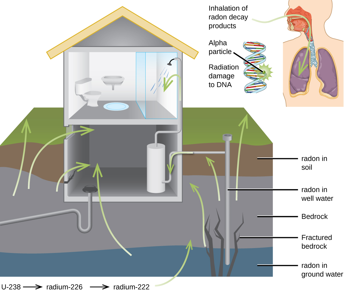 A cut-away image of the side of a house and four layers of the ground it rests on is shown, as well as a second cut-away image of a person’s head and chest cavity. The house is shown with a restroom on the second floor and a basement with a water heater as the first floor. Green arrows lead from the lowest ground layer, labeled “radon in ground water,” from the third ground layer, labeled “Bedrock” and “Fractured bedrock,” from the second layer, labeled “radon in well water,” and from the top layer, labeled “radon in soil to the inside of the basement area. In the smaller image of the torso, a green arrow is shown to enter the person’s nasal passage and travel to the lungs. This is labeled “Inhalation of radon decay products.” A small coiled, helical structure next to the torso is labeled “alpha particle” on one section where it has a starburst pattern and “Radiation damage to D N A” on another segment.