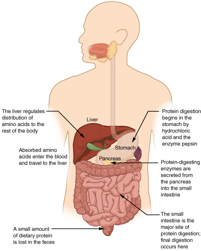 This diagrams shows the human digestive system and identifies the role of each organ in protein digestion. A text call-out next to each organ details the specific function.