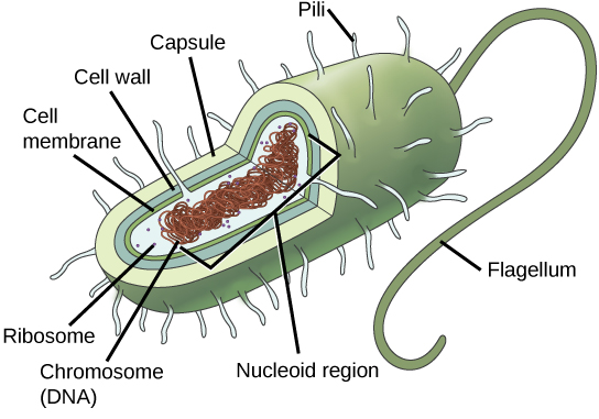 The illustration shows a prokaryotic cell with a single, circular chromosome floating free in the cytoplasm.