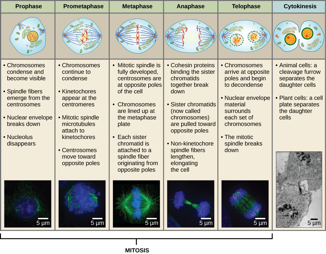 This diagram shows the five phases of mitosis and cytokinesis. During prophase, the chromosomes condense and become visible, spindle fibers emerge from the centrosomes, the nuclear envelope breaks down, and the nucleolus disappears. During prometaphase, the chromosomes continue to condense and kinetochores appear at the centromeres. Mitotic spindle microtubules attach to the kinetochores, and centrosomes move toward opposite poles. During metaphase, the mitotic spindle is fully developed, and centrosomes are at opposite poles of the cell. Chromosomes line up at the metaphase plate and each sister chromatid is attached to a spindle fiber originating from the opposite pole. During anaphase, the cohesin proteins that were binding the sister chromatids together break down. The sister chromatids, which are now called chromosomes, move toward opposite poles of the cell. Non-kinetochore spindle fibers lengthen, elongating the cell. During telophase, chromosomes arrive at the opposite poles and begin to decondense. The nuclear envelope reforms. During cytokinesis in animals, a cleavage furrow separates the two daughter cells. In plants, a cell plate separates the two cells.