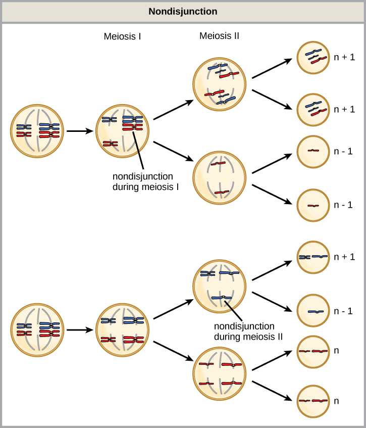 This illustration shows nondisjunction that occurs during meiosis I. Nondisjunction during meiosis I occurs when a homologous pair fails to separate, and results in two gametes with n + 1 chromosomes, and two gametes with n − 1 chromosomes. Nondisjunction during meiosis II would occur when sister chromatids fail to separate, and results in one gamete with n + 1 chromosomes, one gamete with n − 1 chromosomes, and two normal gametes.