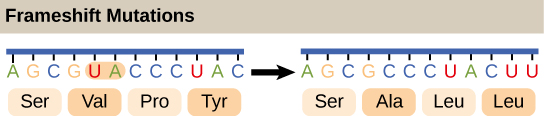 Illustration shows a frameshift mutation in which the reading frame is altered by the deletion of two amino acids.