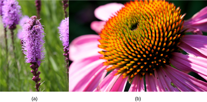 Photo showing a Dense Blazing Star (Liatrus spicata) and a Purple Coneflower (Echinacea purpurea).