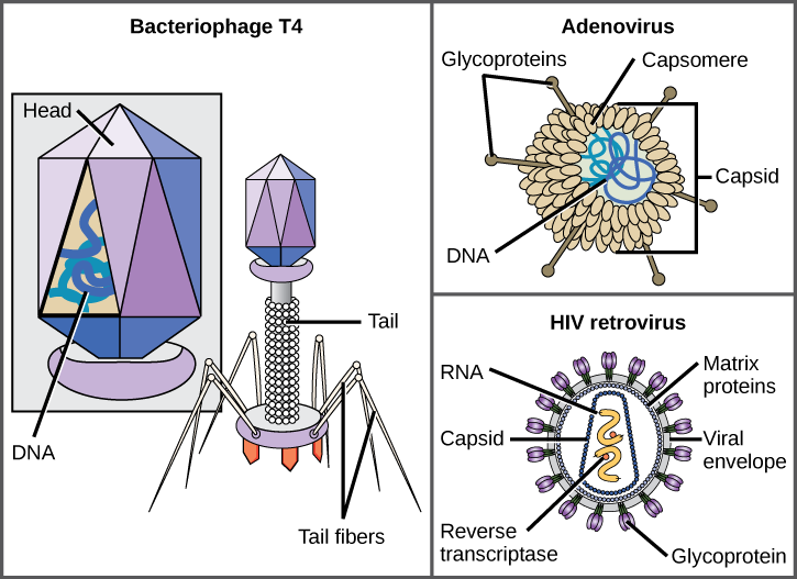 Illustration a shows bacteriophage T4, which houses its DNA genome in a hexagonal head. A long, straight tail extends from the bottom of the head. Tail fibers attached to the base of the tail are bent, like spider legs. In b, adenovirus houses its DNA genome in a round capsid made from many small capsomere subunits. Glycoproteins extend from the capsomere, like pins from a pincushion. In c, the HIV retrovirus houses its RNA genome and an enzyme called reverse transcriptase in a bullet-shaped capsid. A spherical viral envelope, lined with matrix proteins, surrounds the capsid. Glycoproteins extend from the viral envelope.