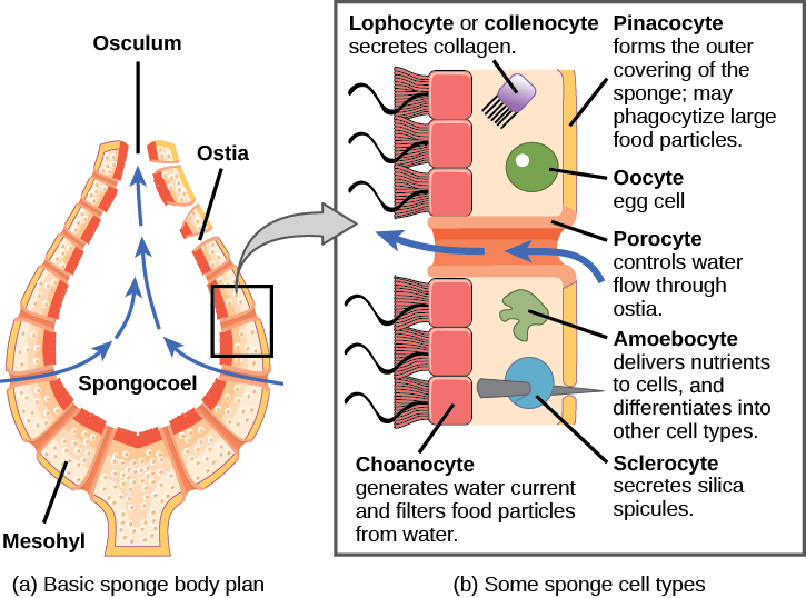 Part a shows a cross-section of a sponge, which is vase-shaped. The central opening is called the spongocoel. The body is filled with a gel-like substance called mesohyl. Pores within the body, called ostia, allow water to enter the spongocoel. Water exits through a top opening called an osculum. Part b shows an enlarged view of the sponge body. The outer surface is covered with cells called pinacocytes, which form the skin. Pinacocytes consume large food particles by phagocytosis. The inner surface is lined with cells called choanocytes, which have flagella that move water through the body. The mesohyl is sandwiched between the outer and inner surfaces. Various cell types exist within this layer. These include collagen-secreting lophocytes, amoebocytes, which carry out a variety of functions, and oocytes. Sclerocytes within this layer produce silica spicules that extend outside the body of the sponge. Porocytes, hollow tube-shaped cells that span the body of the sponge, regulate movement of water through the ostia.