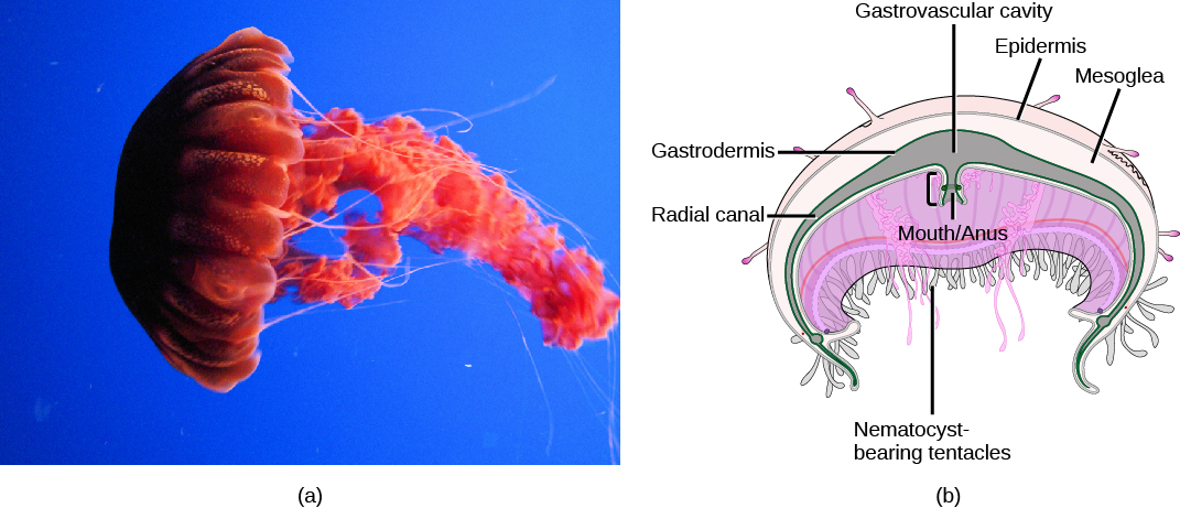 Part a shows a photo of a bright red jellyfish with a dome-shaped body. Long tentacles drift from the bottom edge of the dome, and ribbon-like appendages trail from the middle of the body. Part b shows a cross-section of a jellyfish, which has nematocyst-bearing tentacles hanging from the bottom of the dome. Underneath the middle of the dome is an opening that serves as both a mouth and an anus. The opening leads to a gastrovascular cavity that is lined with a gastrodermis. The outer surface of the body is covered with an epidermis. Between the epidermis and gastrodermis is the mesoglea.