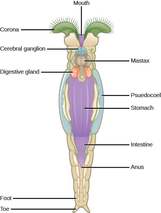 The illustration shows long, tube-shaped animal with a crown-like corona on top. Cilia fringe the top of the corona. Between the two lobes of the corona is the mouth, which leads to the stomach, intestine, and anus. The mastax surround the mouth, and beneath the mastax is a digestive gland. The pseudocoel surrounds the stomach. At the bottom if the animal is a foot that stands on two toes.