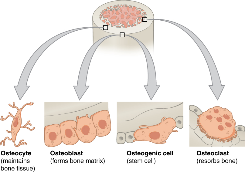 The top of this diagram shows the cross section of a generic bone with three zoom in boxes. The first box is on the periosteum. The second box is on the middle of the compact bone layer. The third box is on the inner edge of the compact bone where it transitions into the spongy bone. The callout in the periosteum points to two images. In the first image, four osteoblast cells are sitting end to end on the periosteum. The osteoblasts are roughly square shaped, except for one of the cells which is developing small, finger like projections. The caption says, “Osteoblasts form the matrix of the bone.” The second image called out from the periosteum shows a large, amorphous osteogenic cell sitting on the periosteum. The osteogenic cell is surrounded on both sides by a row of much smaller osteoblasts. The cell is shaped like a mushroom cap and also has finger like projections. The cell is a stem cell that develops into other bone cells. The box in the middle of the compact bone layer is pointing to an osteocyte. The osteocyte is a thin cell, roughly diamond shaped, with many branching, finger-like projections. The osteoctyes maintain bone tissue. The box at the inner edge of the compact bone is pointing to an osteoclast. The osteoclast is a large, round cell with multiple nuclei. It also has rows of fine finger like projections on its lower surface where it is sitting on the compact bone. The osteoclast reabsorbs bone.