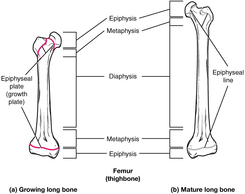 This illustration shows anterior views of a right and left femur. The left femur possesses a growth plate at the border of its distal metaphysis and distal epiphysis. The proximal epiphysis has two growth plates. The first is located below the head of the femur while the second is located below the trochanter, which is the bump on the lateral side of the femur. The right femur has the same plates as the left femur. However, the left femur represents a mature long bone. Here, growth is completed and the epiphyseal plate has degraded to a thin, faint, epiphyseal line.