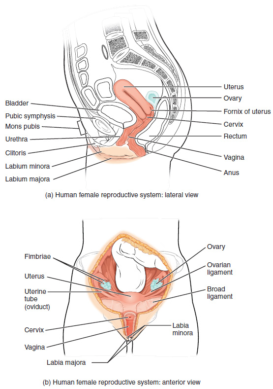 This figure shows the structure and the different organs in the female reproductive system. The top panel shows the lateral view and the bottom panel shows the anterior view. 