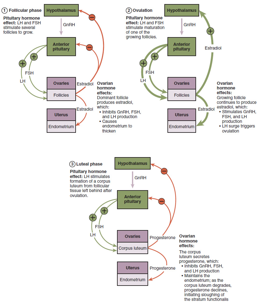 This figure shows three flowcharts. The flowchart on the top left shows the hormonal regulation of the follicular phase. The flowchart on the top right shows the hormonal regulation of the ovulation phase. The bottom flowchart shows the hormonal regulation of luteal phase. 