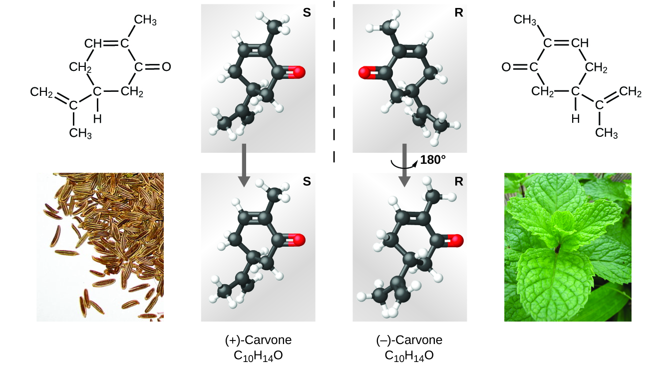 The top left portion of this 2 row, 4 column figure shows a structural diagram of positive carvone, C subscript 10 H subscript 14 O. This molecule has a carbon atom which forms a double bond with a C H subscript 2 group and a C H subscript 3 group. The carbon atom also forms a single bond with another carbon atom which is part of a ring. This carbon atom, being part of the ring, forms single bonds with a hydrogen atom, a C H subscript 2 group, and a C H subscript 2 group. The first C H subscript two group forms a single bond with C H which forms a double bond with a carbon atom. This carbon atom forms a single bond with a C H subscript 3 group. The carbon atom forming part of the ring forms a single bond with a carbon atom which forms a double bond with an oxygen atom and a single bond with a C H subscript 2 group to complete the ring. Below the structural diagram of carvone is a photo of caraway seeds. Column 2 contains identical ball and stick representations of the structural diagram in the top left position. The top right portions of these images each contains the letter “S” and there is an arrow pointing downward from the top image to the bottom image. Columns 3 and 4 are representations of negative carvone. The top row in column three depicts a mirrored image of the ball and stick structure to its left, reflected across the y axis. There is a downward pointing arrow to the image below, which is the same structure rotated counter clockwise 180 degrees. Both images in column 3 have an “R” in the top right corner. The image in the first row of column 4 is the same as the lewis structure in the first row of column 1, reflected across the y axis. Below this negative carvone structural diagram is a photo of spearmint leaves.