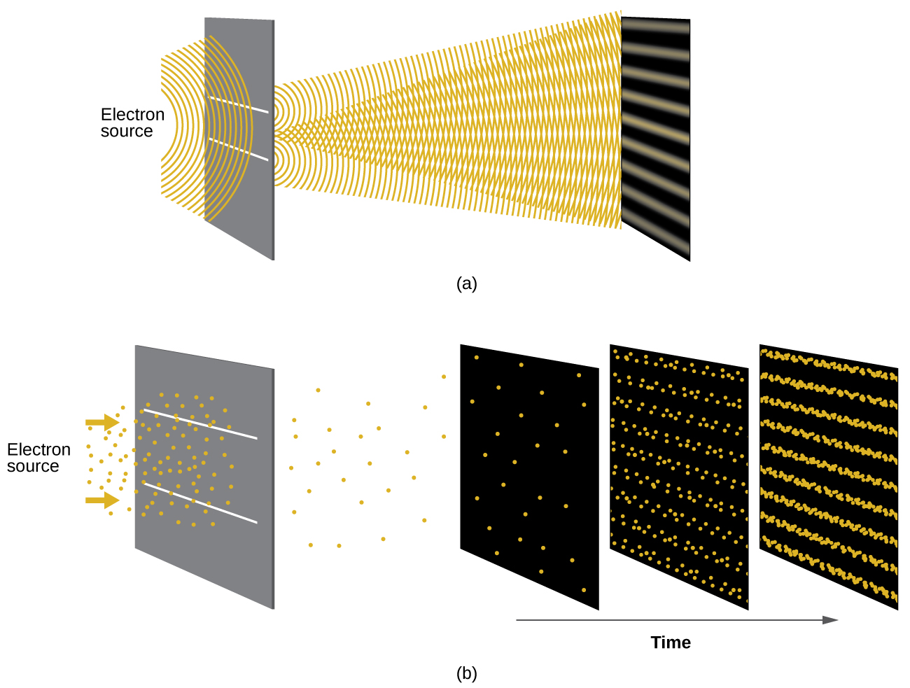 This figure has two parts. Part a shows a diagram of an electron source emitting waves that pass through two narrow slits in a barrier. A wave interference pattern results on the opposite side of the barrier that result in evenly spaced, relatively wide horizontal grey lines on a black surface. The black surface is placed at a distance beyond the barrier. Part b shows an electron source at the far left. Two gold arrows point toward two narrow horizontal slits in a barrier. Around these arrows are many small golden dots. On the right side of the barrier, the gold dots are more widely dispersed. A black surface a distance beyond the barrier shows evenly, yet widely dispersed gold dots. An arrow is present below this black surface and is labeled, “Time.” A second black surface is shown to the right that has many more golden dots that appear to be organizing into a pattern of evenly spaced horizontal line segments. A third black surface is shown even further to the right in which many more gold dots are shown in a very clearly established, evenly spaced pattern of horizontal line segments.