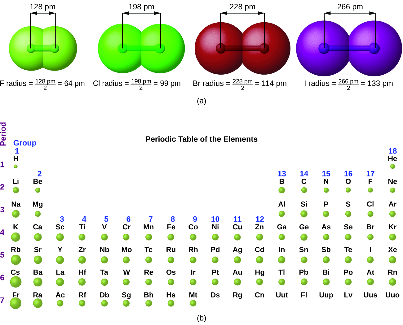 This figure has two parts: a and b. In figure a, 4 diatomic molecules are shown to illustrate the method of determining the atomic radius of an atom. The first model, in light green, is used to find the F atom radius. Two spheres are pushed very tightly together. The distance between the centers of the two atoms is indicated above the diagram with a double headed arrow labeled, “128 p m.” The endpoints of this arrow connect to line segments that extend to the atomic radii below. Beneath the molecule is the label, “F radius equals 128 p m divided by 2 equals 64 p m.” The next three models are similarly used to show the atomic radii of additional atoms. The second diatomic molecule is in a darker shade of green. The distance between the radii is 198 p m. Beneath the molecule is the label, “C l radius equals 198 p m divided by 2 equals 99 pm.” The third diatomic molecule is in red. The distance between the radii is 228 p m. Beneath the molecule is the label, “B r radius equals 228 p m divided by 2 equals 114 pm.” The fourth diatomic molecule is in purple. The distance between the radii is 266 p m. Beneath the molecule is the label, “I radius equals 266 p m divided by 2 equals 133 p m.” In figure b, a periodic table layout is used to compare relative sizes of atoms using green spheres. No spheres are provided for the noble or inert gas, group 18 elements. General trends noted are increasing circle size moving from top to bottom in a group, with a general tendency toward increasing atomic radii toward the lower left corner of the periodic table.