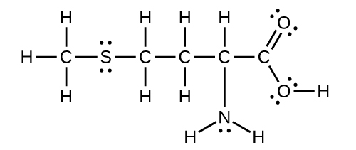 A Lewis structure is shown in which a carbon atom is single bonded to three hydrogen atoms and single bonded to a sulfur atom with two lone pairs of electrons. The sulfur atom is attached to a chain of four singly bonded carbon atoms, the first two of which are single bonded to two hydrogen atoms each, and the third of which is single bonded to a hydrogen atom and single bonded to a nitrogen atom which has one lone electron pair. The nitrogen atom is also single bonded to two hydrogen atoms. The fourth andfinal carbon in the chain is double bonded to an oxygen with two lone pairs of electrons and single bonded to an oxygen atom with two lone pairs of electrons. The second oxygen atom is single bonded to a hydrogen atom.