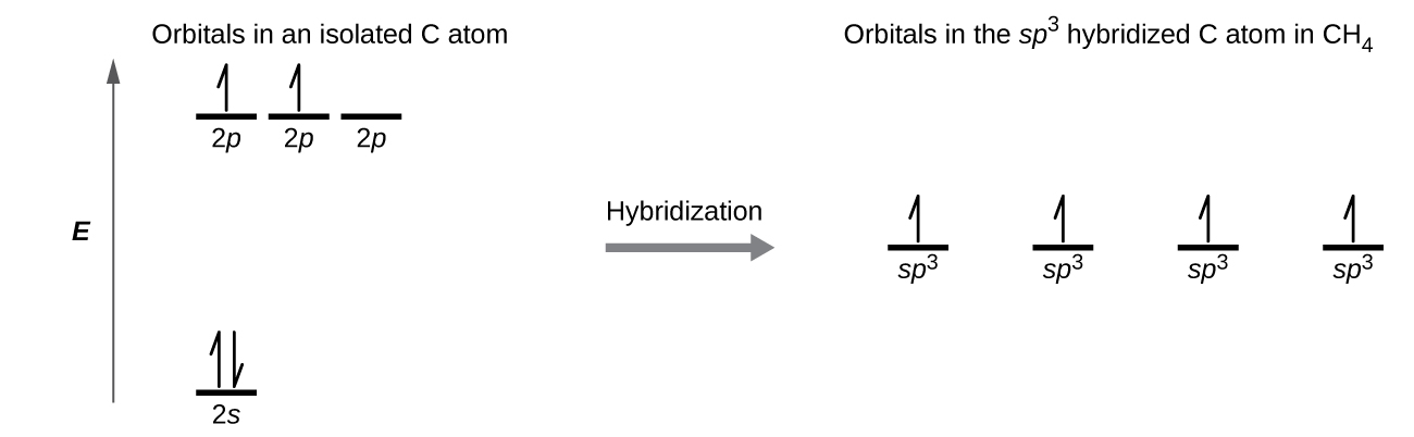 A diagram is shown in two parts, connected by a right facing arrow labeled, “Hybridization.” The left diagram shows an up-facing arrow labeled “E.” To the lower right of the arrow is a short, horizontal line labeled, “2 s,” that has two vertical half-arrows facing up and down on it. To the upper right of the arrow are a series of three short, horizontal lines labeled, “2 p.” Two of the lines have a vertical, up-facing arrow drawn on them. Above both sets of lines is the phrase, “Orbitals in an isolated C atom.” The right side of the diagram shows four short, horizontal lines placed halfway up the space and each labeled, “s p superscript 3.” An upward-facing half arrow is drawn vertically on each line. Above these lines is the phrase, “Orbitals in the s p superscript 3 hybridized C atom in C H subscript 4.”