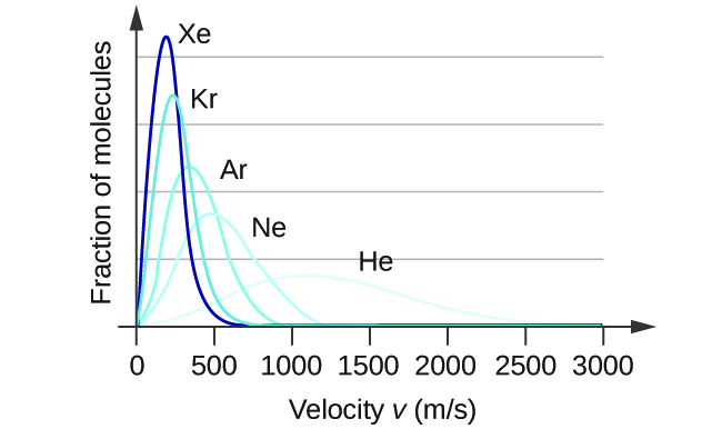 A graph is shown with four positively or right-skewed curves of varying heights. The horizontal axis is labeled, “Velocity v ( m divided by s ).” This axis is marked by increments of 500 beginning at 0 and extending up to 3000. The vertical axis is labeled, “Fraction of molecules.” The tallest and narrowest of these curves is labeled, “X e.” Its right end appears to touch the horizontal axis around 600 m per s. It is followed by a slightly wider curve which is labeled, “A r,” that is about half the height of the initial curve. Its right end appears to touch the horizontal axis around 900 m per s. The third curve is significantly wider and just over a third of the height of the initial curve. It is labeled, “N e.” Its right end appears to touch the horizontal axis around 1200 m per s. The final curve is only about one fourth the height of the initial curve. It is much wider than the others, so much so that its right reaches the horizontal axis around 2500 m per s. This curve is labeled, “H e.”