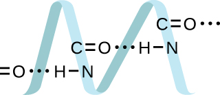 Two turns of a helical structure are shown horizontally. Three Lewis structures are superimposed on the helix. The first shows horizontally stacked dashes next to an oxygen atom, with three dots connecting to a hydrogen atom, and a single dash connecting the hydrogen atom to a nitrogen atom. The second shows a carbon atom double bonded to an oxygen atom, then three dots connecting to a hydrogen atom which is bonded to a nitrogen atom. The third shows a carbon atom double bonded to an oxygen atom with three dots extending to the right of the oxygen atom.