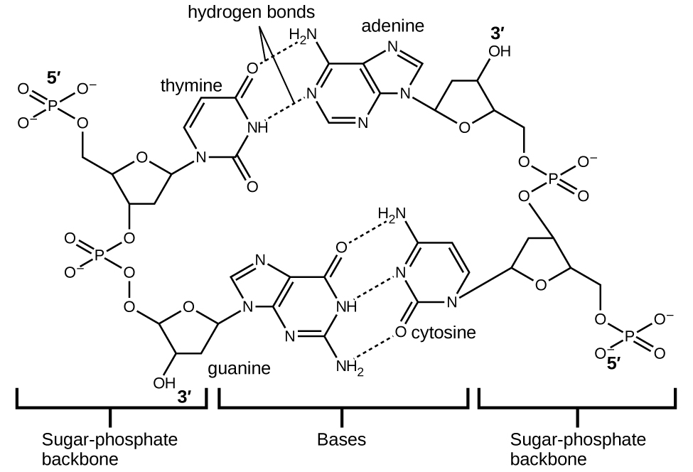 A large Lewis structure is shown. The top left corner of this structure, labeled “5, prime,” shows a phosphorus atom single bonded to three oxygen atoms, one of which has a superscripted negative charge, and double bonded to a fourth oxygen atom. One of the single bonded oxygen atoms is single bonded to the left corner of a five-membered ring with an oxygen atom at its top point and which is single bonded to an oxygen atom on the bottom left. This oxygen atom is single bonded to a phosphorus atom that is single bonded to two other hydrogen atoms and double bonded to a fourth oxygen atom. The lower left of these oxygen atoms is single bonded to another oxygen atom that is single bonded to a five-membered ring with an oxygen in the upper bonding site. The bottom left of this ring has a hydroxyl group attached to it while the upper right carbon is single bonded to a nitrogen atom that is part of a five-membered ring bonded to a six-membered ring. Both of these rings have points of unsaturation and nitrogen atoms bonded into their structures. On the right side of the six-membered ring are two single bonded amine groups and a double bonded oxygen. Three separate dotted lines extend from these sites to corresponding sites on a second six-membered ring. This ring has points of unsaturation and a nitrogen atom in the bottom right bonding position that is single bonded to a five-membered ring on the right side of the image. This ring is single bonded to a carbon that is single bonded to an oxygen that is single bonded to a phosphorus. The phosphorus is single bonded to two other oxygen atoms and double bonded to a fourth oxygen atom. This group is labeled “5, prime.” The five-membered ring is also bonded on the top side to an oxygen that is bonded to a phosphorus single bonded to two other oxygen atoms and double bonded to a fourth oxygen atom. The upper left oxygen of this group is single bonded to a carbon that is single bonded to a five-membered ring with an oxygen in the bottom bonding position. This ring has a hydroxyl group on its upper right side that is labeled “3, prime” and is bonded on the left side to a nitrogen that is a member of a five-membered ring. This ring is bonded to a six-membered ring and both have points of unsaturation. This ring has a nitrogen on the left side, as well as an amine group, that have two dotted lines leading from them to an oxygen and amine group on a six membered ring. These dotted lines are labeled “Hydrogen bonds.” The six membered ring also has a double bonded oxygen on its lower side and a nitrogen atom on its left side that is single bonded to a five-membered ring. This ring connects to the two phosphate groups mentioned at the start of this to form a large circle. The name “guanine” is written below the lower left side of this image while the name “cytosine” is written on the lower right. The name “thymine” is written above the right side of the image and “adenine” is written on the top right. Three sections are indicated below the images where the left is labeled “Sugar, dash, phosphate backbone,” the middle is labeled “Bases” and the right is labeled “Sugar, dash, phosphate backbone.”