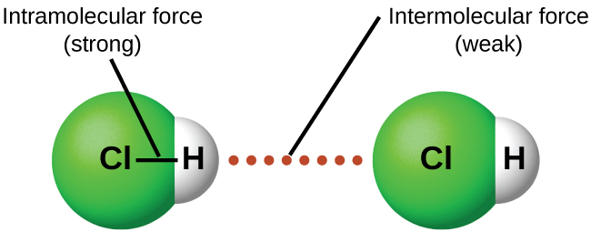 An image is shown in which two molecules composed of a green sphere labeled “C l” connected on the right to a white sphere labeled “H” are near one another with a dotted line labeled “Intermolecular force ( weak )” drawn between them. A line connects the two spheres in each molecule and the line is labeled “Intramolecular force ( strong ).”