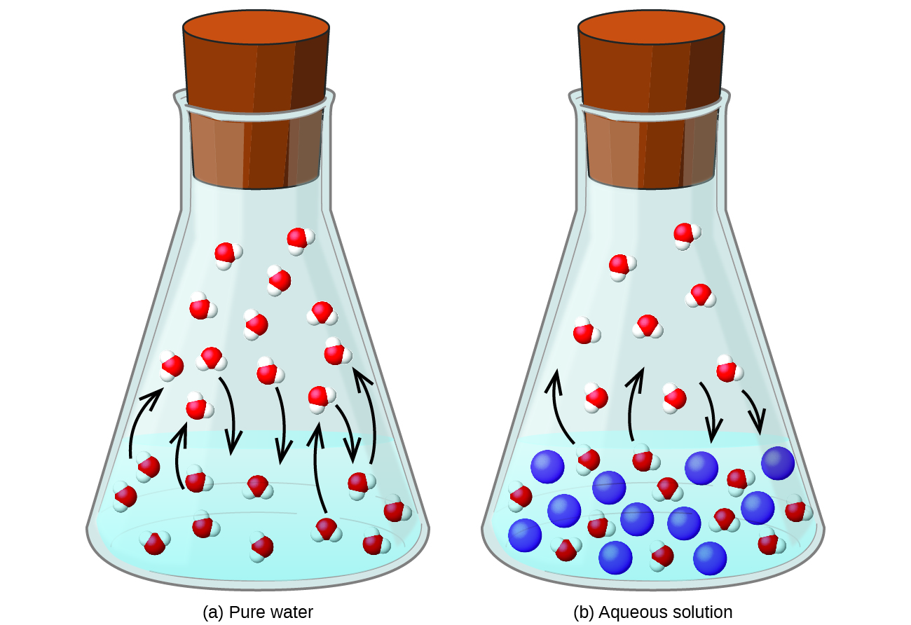 This figure contains two images. Figure a is labeled “pure water.” It shows a beaker half-filled with liquid. In the liquid, eleven molecules are evenly dispersed in the liquid each consisting of one central red sphere and two slightly smaller white spheres are shown. Four molecules near the surface of the liquid have curved arrows drawn from them pointing to the space above the liquid in the beaker. Above the liquid, twelve molecules are shown, with arrows pointing from three of them into the liquid below. Figure b is labeled “Aqueous solution.” It is similar to figure a except that eleven blue spheres, slightly larger in size than the molecules, are dispersed evenly in the liquid. Only four curved arrows appear in this diagram with two from the molecules in the liquid pointing to the space above and two from molecules in the space above the liquid pointing into the liquid below.