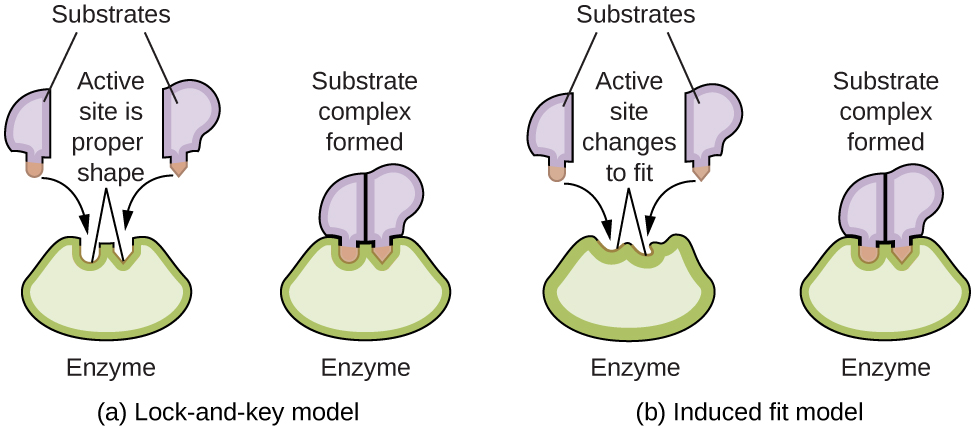 A diagram is shown of two possible interactions of an enzyme and a substrate. In a, which is labeled “Lock-and-key,” two diagrams are shown. The first shows a green wedge-like shape with two small depressions in the upper surface of similar size, but the depression on the left has a curved shape, and the depression on the right has a pointed shape. This green shape is labeled “Enzyme.” Just above this shape are two smaller, irregular, lavender shapes each with a projection from its lower surface. The lavender shape on the left has a curved projection which matches the shape of the depression on the left in the green shape below. This projection is shaded orange and has a curved arrow extending from in to the matching depression in the green shape below. Similarly, the lavender shape on the right has a projection with a pointed tip which matches the shape of the depression on the right in the green shape below. This projection is shaded orange and has a curved arrow extending from in to the matching depression in the green shape below. Two line segments extend from the depressions in the green shape to form an inverted V shape above the depressions. Above this and between the lavender shapes is the label, “Active site is proper shape.” The label “Substrates” is at the very top of the diagram with line segments extending to the two lavender shapes. To the right of this diagram is a second diagram showing the lavender shapes positioned next to each other, fit snugly into the depressions in the green shape, which is labeled “Enzyme.” Above this diagram is the label, “Substrate complex formed.” In b, which is labeled “Induced fit,” two diagrams are shown. The first shows a green wedge-like shape with two small depressions in the upper surface of similar size, but irregular shape. This green shape is labeled “Enzyme.” Just above this shape are two smaller irregular lavender shapes each with a projection from its lower surface. The lavender shape on the left has a curved projection. This projection is shaded orange and has a curved arrow extending from it to the irregular depression just below it in the green shape below. Similarly, the lavender shape on the right has a projection with a pointed tip. This projection is shaded orange and has a curved arrow extending from it to the irregular depression just below it in the green shape below. Two line segments extend from the depressions in the green shape to form an inverted V shape above the depressions. Above this and between the lavender shapes is the label, “Active site changes to fit.” The label, “Substrates” is at the very top of the diagram with line segments extending to the two lavender shapes. To the right of this diagram is a second diagram showing the purple shapes positioned next to each other, fit snugly into the depressions in the green shape, which is labeled “Enzyme.” Above this diagram is the label “Substrate complex formed.” The projections from the lavender shapes match the depression shapes in the green shape, resulting in a proper fit.