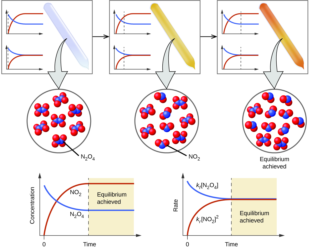 A three-part diagram is shown. At the top of the diagram, three beakers are shown, and each one contains a sealed tube. The tube in the left beaker is full of a colorless gas which is connected to a zoom-in view of the particles in the tube by a downward-facing arrow. This particle view shows seven particles, each composed of two connected blue spheres. Each blue sphere is connected to two red spheres. The tube in the middle beaker is full of a light brown gas which is connected to a zoom-in view of the particles in the tube by a downward-facing arrow. This particle view shows nine particles, five of which are composed of two connected blue spheres. Each blue sphere is connected to two red spheres. The remaining four are composed of two red spheres connected to a blue sphere. The tube in the right beaker is full of a brown gas which is connected to a zoom-in view of the particles in the tube by a downward-facing arrow. This particle view shows eleven particles, three of which are composed of two connected blue spheres. Each blue sphere is connected to two red spheres. The remaining eight are composed of two red spheres connected to a blue sphere. At the bottom of the image are two graphs. The left graph has a y-axis labeled, “Concentration,” and an x-axis labeled, “Time.” A red line labeled, “N O subscript 2,” begins in the bottom left corner of the graph at a point labeled, “0,” and rises near the highest point on the y-axis before it levels off and becomes horizontal. A blue line labeled, “N subscript 2 O subscript 4,” begins near the highest point on the y-axis and drops below the midpoint of the y-axis before leveling off. The right graph has a y-axis labeled, “Rate,” and an x-axis labeled, “Time.” A red line labeled, “k subscript f, [ N subscript 2 O subscript 4 ],” begins in the bottom left corner of the graph at a point labeled, “0,” and rises near the middle of the y-axis before it levels off and becomes horizontal. A blue line labeled, “k subscript f, [ N O subscript 2 ] superscript 2,” begins near the highest point on the y-axis and drops to the same point on the y-axis as the red line before leveling off. The point where both lines become horizontal is labeled, “Equilibrium achieved.”