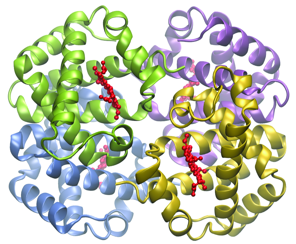 A colorful model of a hemoglobin structure is shown. The molecule has four distinct quadrants that are filled with spiral, ribbon-like regions. The upper right quadrant is lavender, lower right is gold, lower left is light blue, and upper left is green. In each of these regions, clusters of approximately 25 red dots in nearly linear arrangements are present near the center.