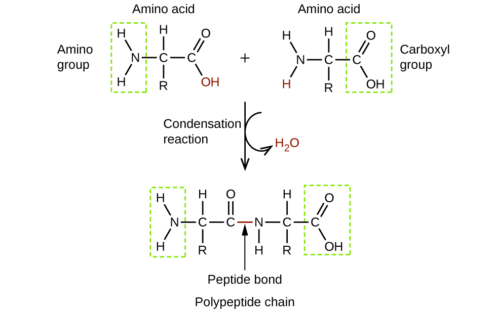 This figure shows two amino acid molecules. These molecules have two singly bonded carbon atoms to which an amino group is bonded on the left and the C atom to the right is a component of a carboxyl group. The C atom at the center has an R group bonded below and an H atom bonded above. The amino acid at the top left has an amino group identified and enclosed in a green dashed rectangle. This group is comprised of an N atom with two bonded H atoms. The amino acid at the right has a carboxyl group identified in a green dashed rectangle. This group has a C atom to which an O H group and a doubly bonded O atom are bonded. The amino acid to the left has the O H group to the lower right in red. The amino acid on the right has an H atom that is bonded to the N atom in red. An arrow points downward and is labeled condensation reaction. A curved arrow extends down and to the right off of the downward arrow, pointing to H subscript 2 O, which is in red. A single, larger molecule appears beneath the downward arrow. At the locations of the red O H group and H atom, the amino acid molecules are bonded together. This bond is labeled as a peptide bond and the larger molecule formed is labeled as a polypeptide chain.