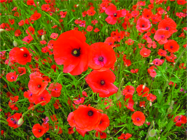 This is a photo of a field of red-orange poppies.