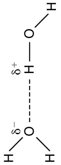 Molecular structure of two water molecules is shown. Oxygen atom of one water molecule has minus delta on it and the Hydrogen atom of other water molecule has a positive delta charge on it. The force on attraction between these two atoms is shown as dotted line.