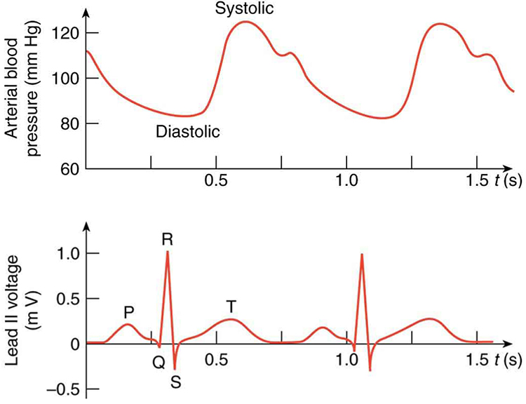 This figure has two graphs, placed one below the other. The lower graph shows an E C G of the lead two potential, and the upper graph shows the corresponding changes in arterial blood pressure. In each case, time is plotted on the horizontal axis, in seconds. The vertical axis of the upper graph shows the arterial blood pressure in millimeters of mercury, and the vertical axis of the lower graph shows the lead two voltage in millivolts. The upper graph is roughly sinusoidal, showing the diastolic or minimum blood pressure at about eighty millimeters of mercury, and the systolic or maximum blood pressure at about one hundred twenty millimeters of mercury. For the lower graph, the main features are labeled P, Q, R, S, and T. The P wave is a smooth curve that rises from zero millivolts to a peak of about zero point two five millivolts and falls to just below zero millivolts when it reaches point Q. From point Q to point R, the voltage rises steeply to about one millivolt, and then drops equally sharply to point S, at negative zero point three millivolts. This is followed by the T wave, which is a smooth curve, broader than the P wave, with a peak of comparable height. All of this is completed in less than seven-tenths of a second, with the voltage returning to zero millivolts. After about one-tenth of a second, the cycle begins again. The systolic blood pressure follows soon after the QRS complex.