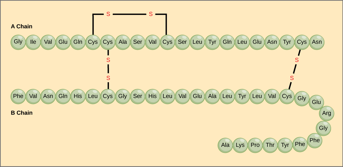 The amino acid sequences for the A chain and B chain of bovine insulin are shown. The A chain is 21 amino acids in length, and the B chain is 30 amino acids in length. One disulfide, or SS bond, connects two cysteine residues in the A chain. Two other disulfide linkages connect the A chain to the B chain.