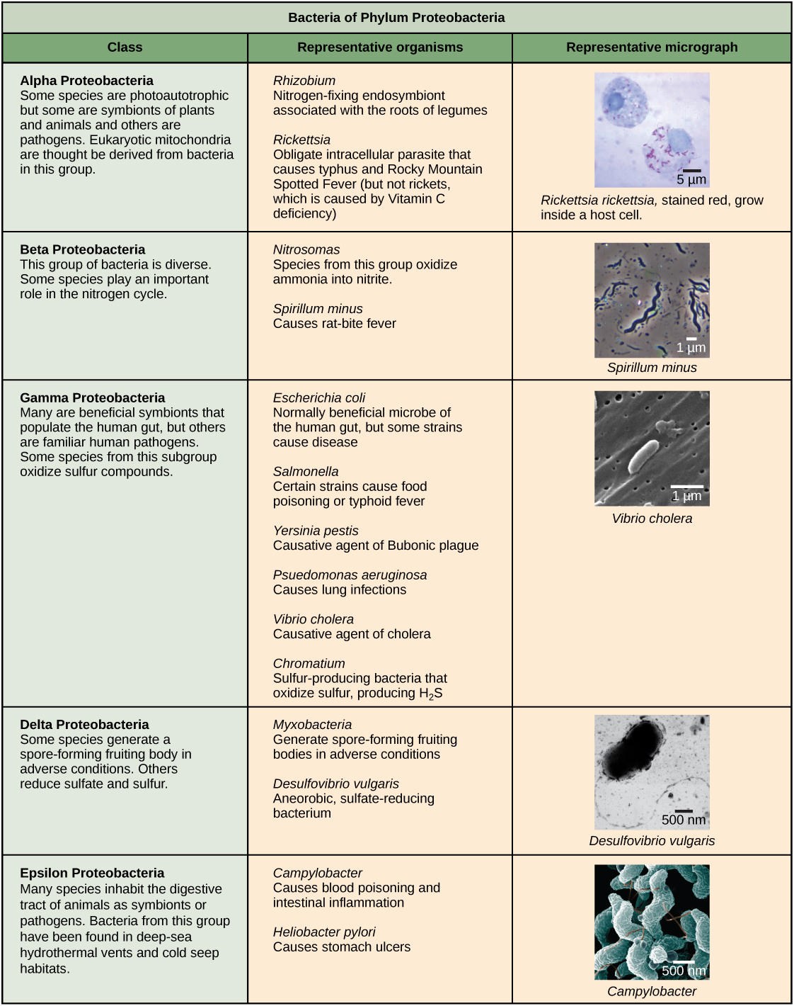 Characteristics of the five phyla of bacteria are described. The first phylum described is proteobacteria, which includes five classes, alpha, beta, gamma, delta and epsilon. Most species of Alpha Proteobacteria are photoautotrophic but some are symbionts of plants and animals, and others are pathogens. Eukaryotic mitochondria are thought be derived from bacteria in this group. Representative species include Rhizobium, a nitrogen-fixing endosymbiont associated with the roots of legumes, and Rickettsia, obligate intracellular parasite that causes typhus and Rocky Mountain Spotted Fever (but not rickets, which is caused by Vitamin C deficiency). A micrograph shows rod-shaped Rickettsia rickettsii inside a much larger eukaryotic cell. Beta Proteobacteria is a diverse group of bacteria. Some species play an important role in the nitrogen cycle. Representative species include Nitrosomas, which oxidize ammonia into nitrate, and Spirillum minus, which causes rat bite fever. A micrograph of spiral-shaped Spirillum minus is shown. Gamma Proteobacteria include many are beneficial symbionts that populate the human gut, as well as familiar human pathogens. Some species from this subgroup oxidize sulfur compounds. Representative species include Escherichia coli, normally beneficial microbe of the human gut, but some strains cause disease; Salmonella, certain strains of which cause food poisoning, and typhoid fever; Yersinia pestis–the causative agent of  Bubonic plague; Psuedomonas aeruganosa– causes lung infections; Vibrio cholera, the causative agent of cholera, and Chromatium–sulfur producing bacteria bacteria that oxidize sulfur, producing H2S. Micrograph shows rod-shaped Vibrio cholera, which are about 1 micron long. Some species of delta Proteobacteria generate a spore-forming fruiting body in adverse conditions. Others reduce sulfate and sulfur. Representative species include Myxobacteria, which generate spore-forming fruiting bodies in adverse conditions and Desulfovibrio vulgaris, an aneorobic, sulfur-reducing bacterium. Micrograph shows a bent rod-shaped Desulfovibrio vulgaris bacterium with a long flagellum. Epsilon Proteobacteria includes many species that inhabit the digestive tract of animals as symbionts or pathogens. Bacteria from this group have been found in deep-sea hydrothermal vents and cold seep habitats. The next phylum described is chlamydias. All members of this group are obligate intracellular parasites of animal cells. Cells walls lack peptidoglycan. Micrograph shows a pap smear of cells infected with Chlamydia trachomatis. Chlamydia infection is the most common sexually transmitted disease and can lead to blindness. All members of the phylum Spirochetes have spiral-shaped cells. Most are free-living anaerobes, but some are pathogenic. Flagella run lengthwise in the periplasmic space between the inner and outer membrane. Representative species include Treponema pallidum, the causative agent of syphilis and Borrelia burgdorferi, the causative agent of Lyme disease Micrograph shows corkscrew-shaped Trepanema pallidum, about 1 micron across. Bacteria in the phylum Cyanobacteria, also known as blue-green algae, obtain their energy through photosynthesis. They are ubiquitous, found in terrestrial, marine, and freshwater environments. Eukaryotic chloroplasts are thought be derived from bacteria in this group.  The cyanobacterium Prochlorococcus is believed to be the most abundant photosynthetic organism on earth, responsible for generating half the world’s oxygen. Micrograph shows a long, thin rod-shaped species called Phormidium. Gram-positive Bacteria have a thick cell wall and lack an outer membrane. Soil-dwelling members of this subgroup decompose organic matter. Some species cause disease. Representative species include Bacillus anthracis, which causes anthrax; Clostridium botulinum, which causes botulism; Clostridium difficile, which causes diarrhea during antibiotic therapy; Streptomyces, from which many antibiotics, including streptomyocin, are derived; and Mycoplasmas, the smallest known bacteria, which lack a cell wall. Some are free-living, and some are pathogenic. Micrograph shows Clostridium difficile, which are rod-shaped and about 3 microns long.