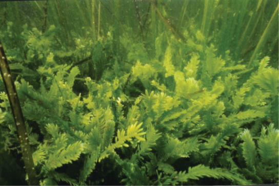 This underwater photo shows fern-like plants growing on the sea bottom.