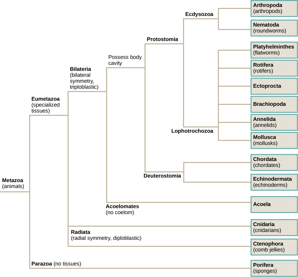 The phylogenetic tree of metazoans, or animals, branches into parazoans with no tissues and eumetazoans with specialized tissues. Parazoans include Porifera, or sponges. Eumetazoans branch into Radiata, diploblastic animals with radial symmetry, and Bilateria, triploblastic animals with bilateral symmetry. Radiata includes cnidarians and ctenophores (comb jellies). Bilateria branches into Acoela, which have no body cavity, and Protostomia and Deuterostomia, which possess a body cavity. Deuterostomes include chordates and echinoderms. Protostomia branches into Lophotrochozoa and Ecdysozoa. Ecdysozoa includes arthropods and nematodes, or roundworms. Lophotrochozoa includes Mollusca, Annelida, Brachopoda, Ectoprocta, Rotifera, and Platyhelminthes.