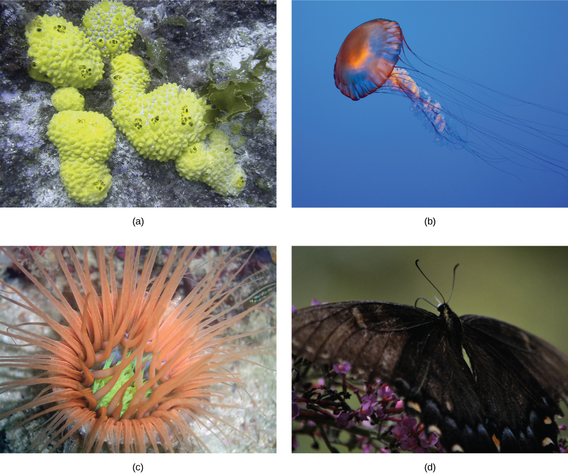 Part a shows several sponges, which form irregular, bumpy blobs on the sea floor. Part b shows a jellyfish with long, slender tentacles, radiating from a flexible, disc-shaped body. Part c shows an anemone sitting on the sea floor with thick tentacles, radiating up from a cup-shaped body. Part d shows a black butterfly with two symmetrical wings.