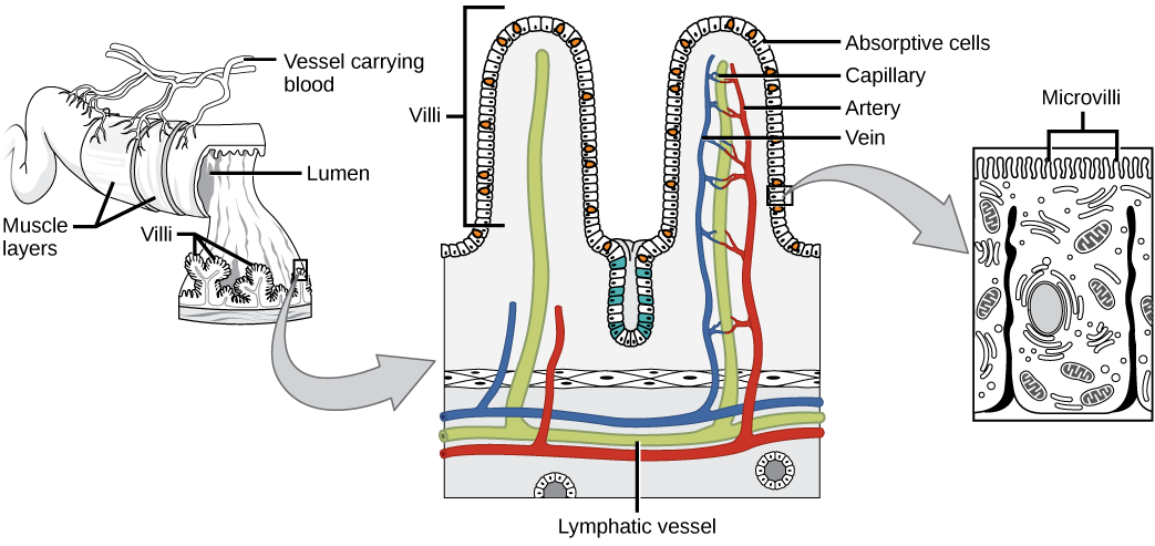 Illustration shows a cross section of the small intestine, the lumen, or inside of which has many fingerlike projections called villi. Muscle layers wrap around the outside of the intestine, and blood vessels interact with the muscle layer. A blowup shows that capillaries and lymphatic vessels travel up inside the villi. The surface of each villus is covered with hairline microvilli.