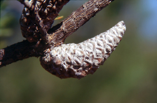  Photo shows two pine cones that are tightly closed and attached to a branch.